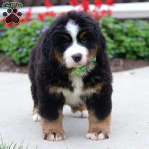Kody, Bernese Mountain Dog Puppy