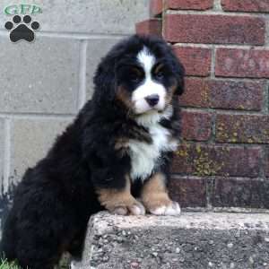 Kody, Bernese Mountain Dog Puppy