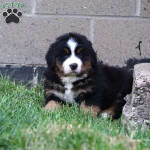 Kody, Bernese Mountain Dog Puppy