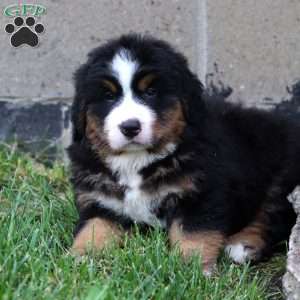 Kody, Bernese Mountain Dog Puppy