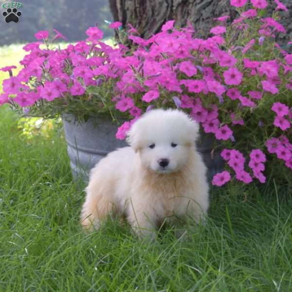 Kody, Samoyed Puppy