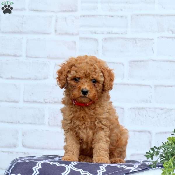 Kody, Cavapoo Puppy