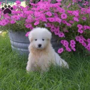 Kody, Samoyed Puppy