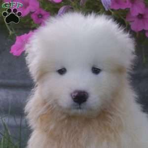 Kody, Samoyed Puppy