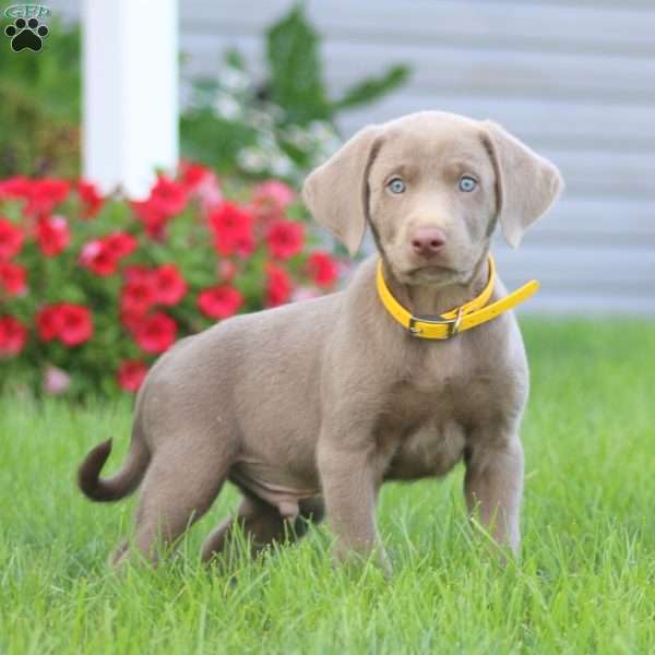 Kody, Silver Labrador Retriever Puppy