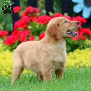 Kody, Golden Retriever Puppy