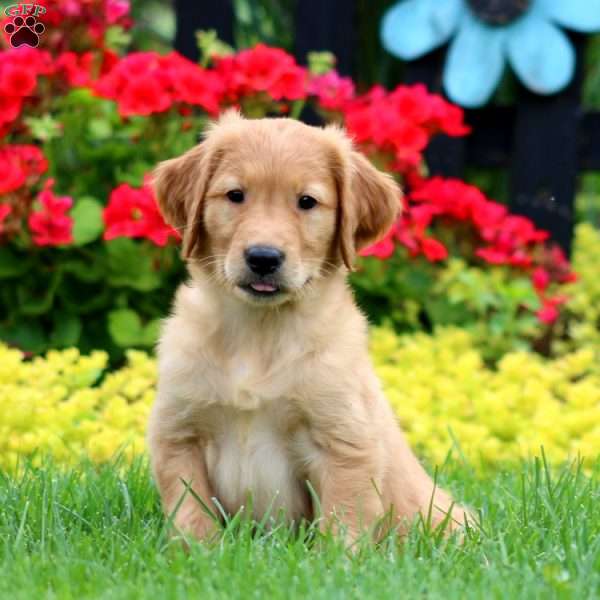 Kody, Golden Retriever Puppy
