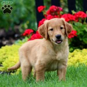 Kody, Golden Retriever Puppy