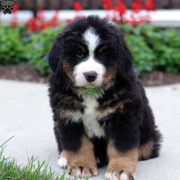 Kody, Bernese Mountain Dog Puppy