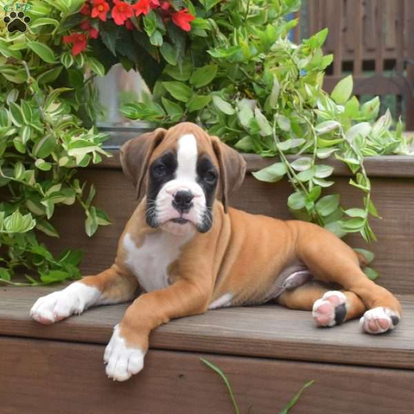 Kolby, Boxer Puppy