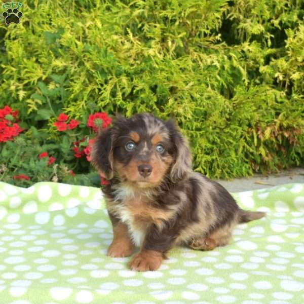 Kolby – mini, Dachshund Puppy