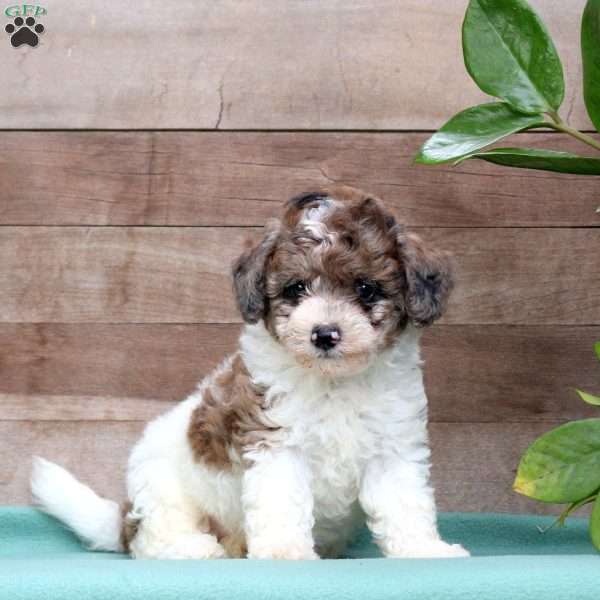 Kolby, Miniature Poodle Puppy