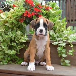 Kolby, Boxer Puppy
