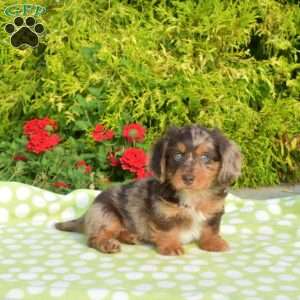Kolby – mini, Dachshund Puppy