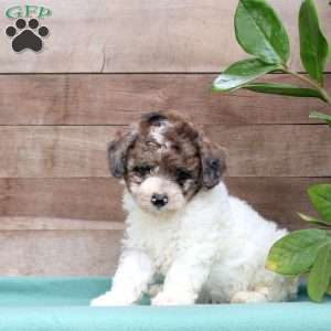 Kolby, Miniature Poodle Puppy