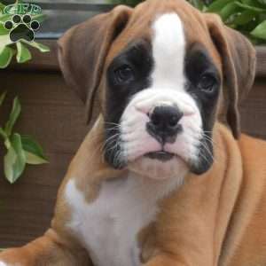 Kolby, Boxer Puppy
