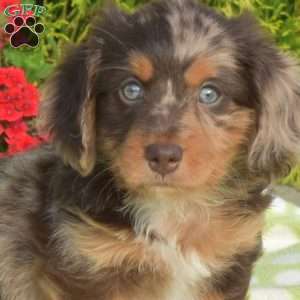 Kolby – mini, Dachshund Puppy