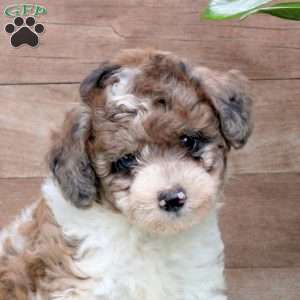 Kolby, Miniature Poodle Puppy
