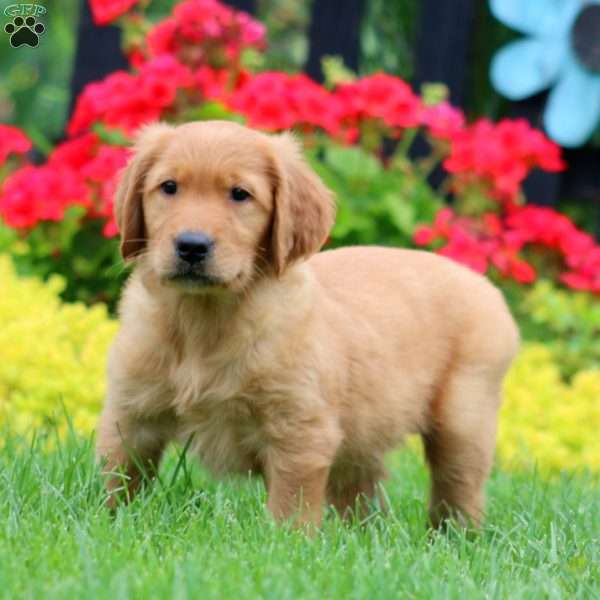Kolton, Golden Retriever Puppy