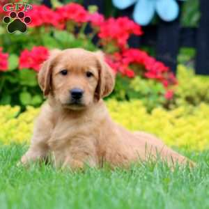 Kolton, Golden Retriever Puppy