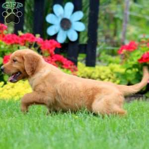 Kolton, Golden Retriever Puppy