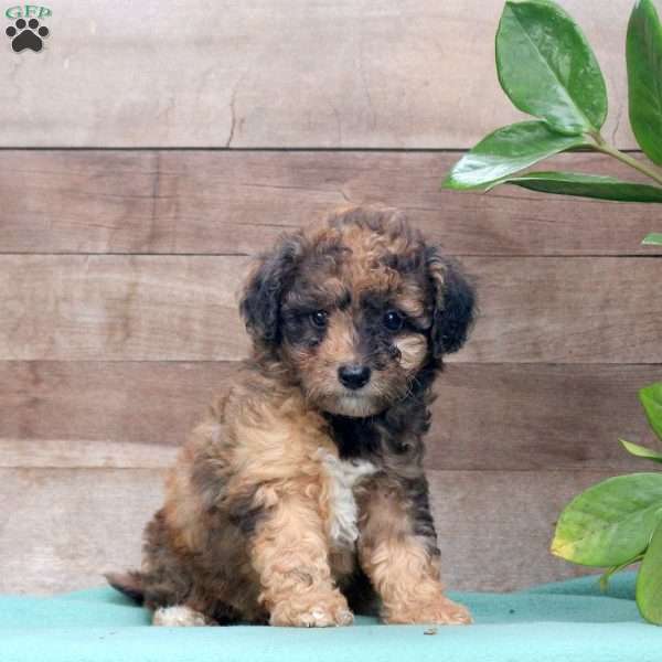 Konnie, Miniature Poodle Puppy