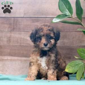 Konnie, Miniature Poodle Puppy