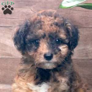 Konnie, Miniature Poodle Puppy