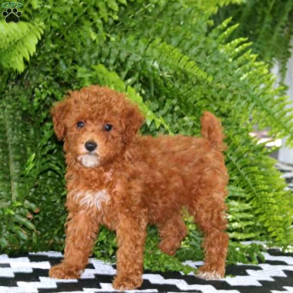 Kookie, Miniature Poodle Puppy