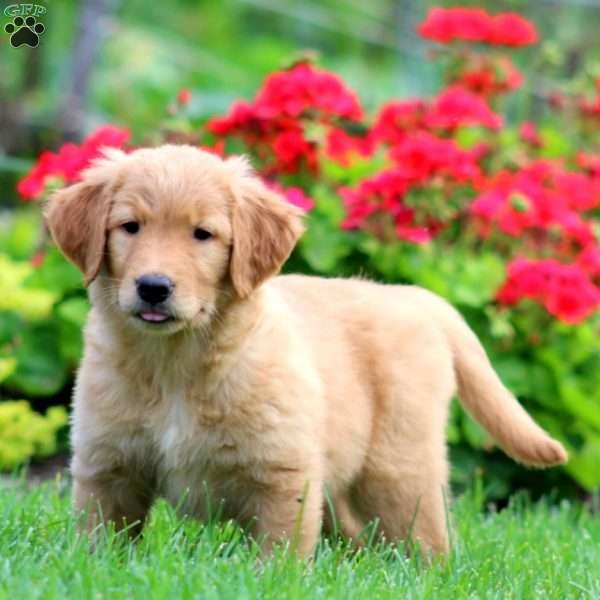 Kookie, Golden Retriever Puppy