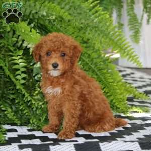 Kookie, Miniature Poodle Puppy