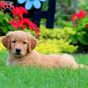 Kookie, Golden Retriever Puppy
