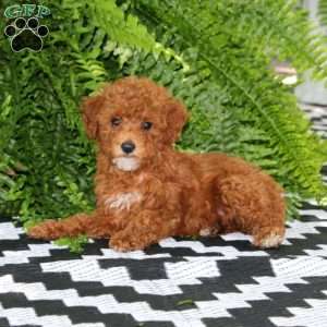 Kookie, Miniature Poodle Puppy
