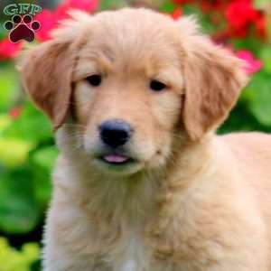 Kookie, Golden Retriever Puppy