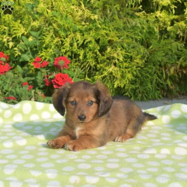 Kooper – mini, Dachshund Puppy