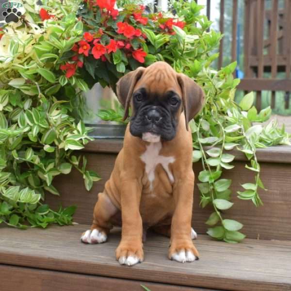 Kooper, Boxer Puppy