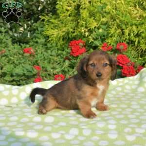 Kooper – mini, Dachshund Puppy