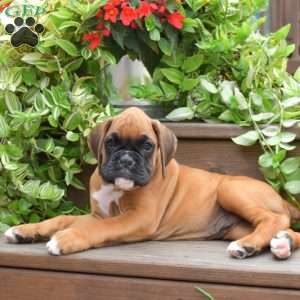 Kooper, Boxer Puppy
