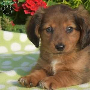 Kooper – mini, Dachshund Puppy