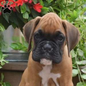 Kooper, Boxer Puppy