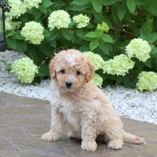 Kopper, Mini Goldendoodle Puppy