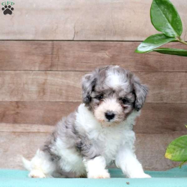 Korbin, Miniature Poodle Puppy