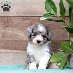 Korbin, Miniature Poodle Puppy