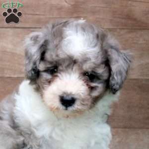 Korbin, Miniature Poodle Puppy