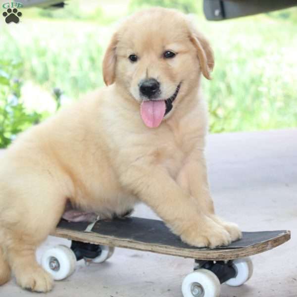 Koy, Golden Retriever Puppy