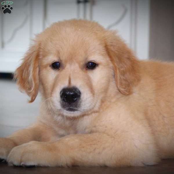 Koy, Golden Retriever Puppy