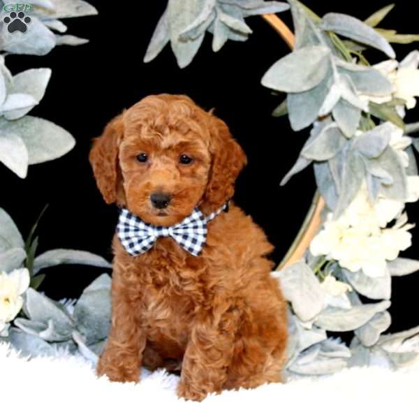 Kraig, Miniature Poodle Puppy