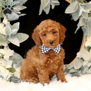 Kraig, Miniature Poodle Puppy