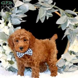Kraig, Miniature Poodle Puppy