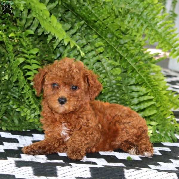 Krissy, Miniature Poodle Puppy